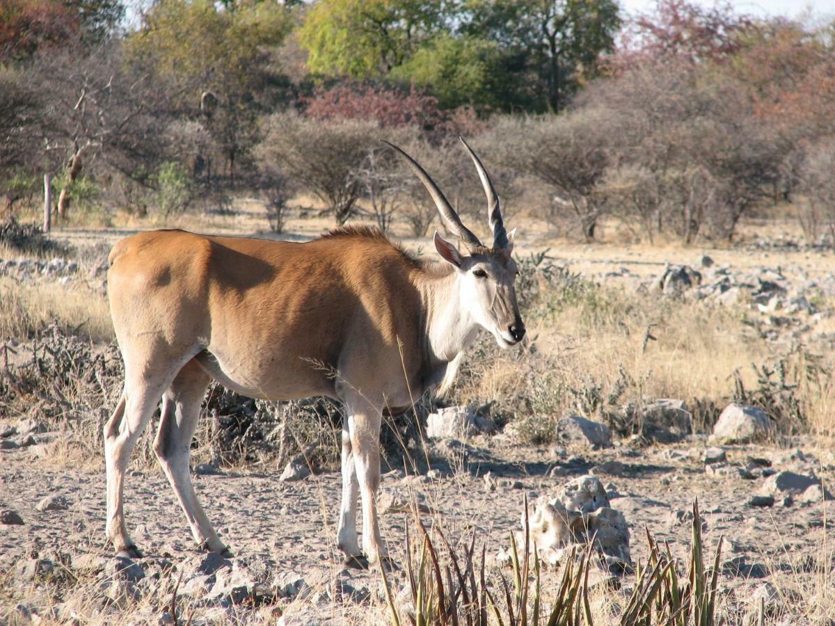 Kalkfontein Guestfarm Hotel Grootfontein Екстериор снимка