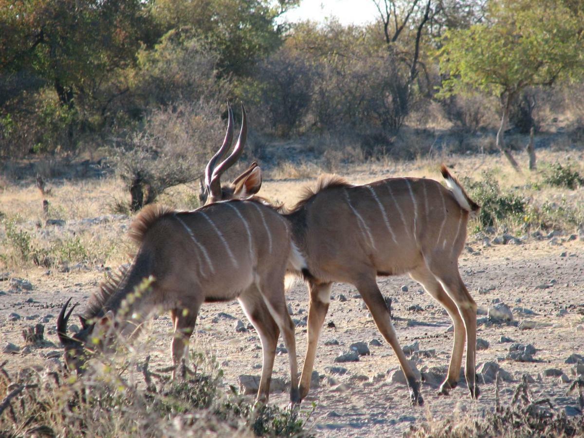 Kalkfontein Guestfarm Hotel Grootfontein Екстериор снимка