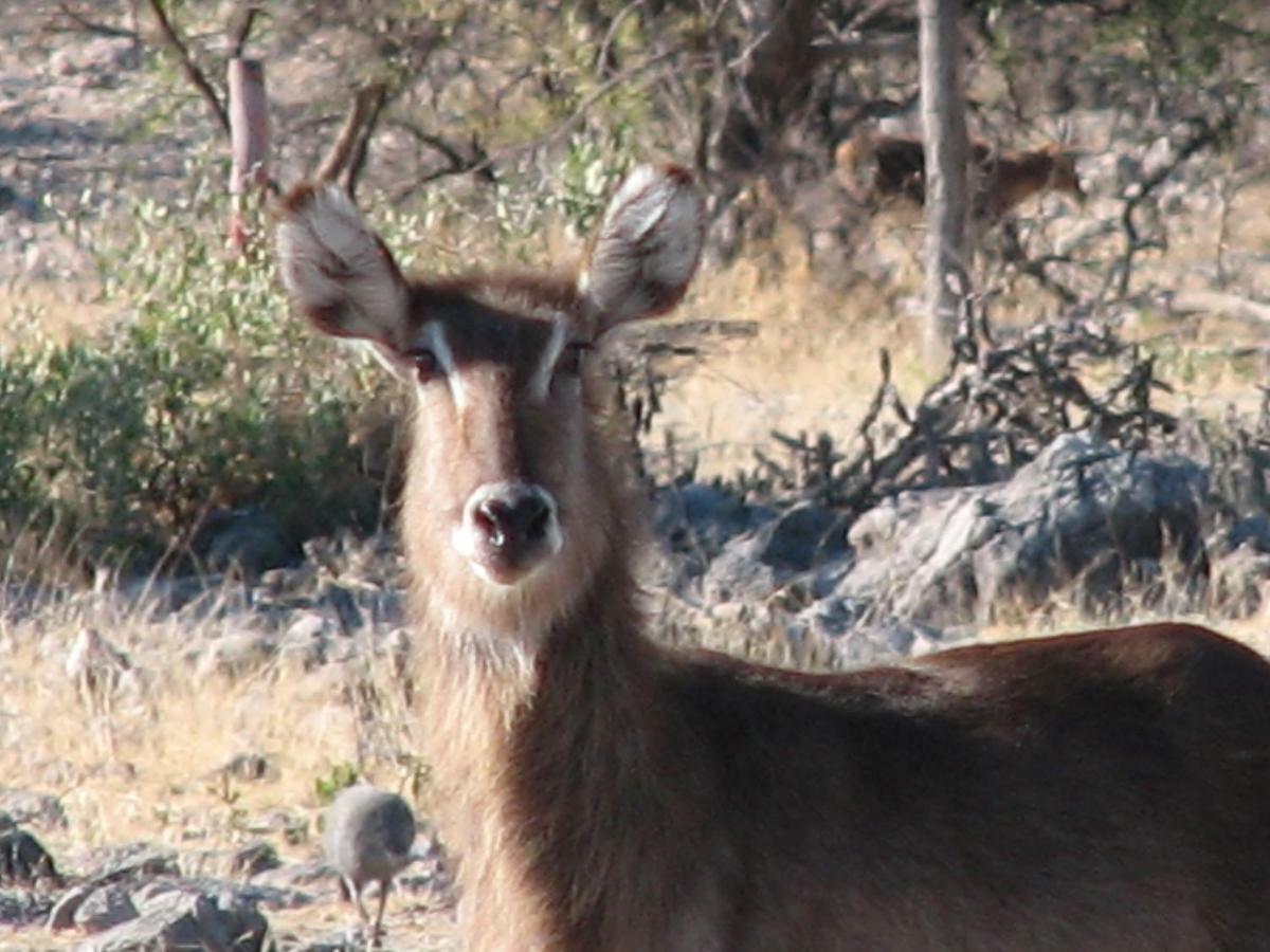 Kalkfontein Guestfarm Hotel Grootfontein Екстериор снимка